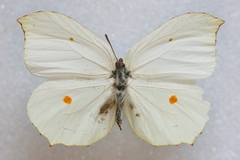 Gonepteryx nepalensis