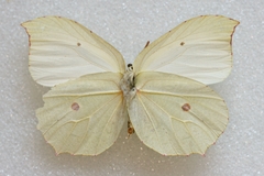 Gonepteryx nepalensis