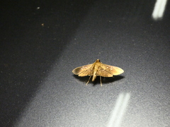 Microthyris prolongalis