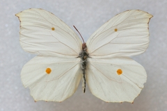 Gonepteryx nepalensis