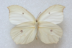 Gonepteryx nepalensis