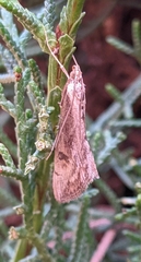 Evergestis isatidalis