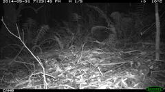 Antechinus