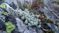 Ewartia nubigena