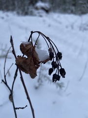 Amelanchier spicata