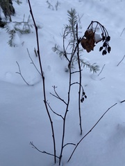 Amelanchier spicata