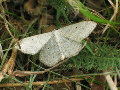 Scopula incanata