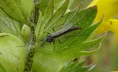 Macropelopia nebulosa