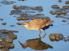 Pardirallus sanguinolentus