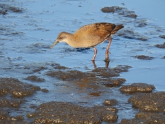 Pardirallus sanguinolentus