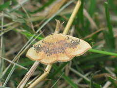Cyclophora albiocellaria