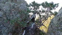 Eucalyptus pauciflora niphophila