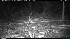Antechinus