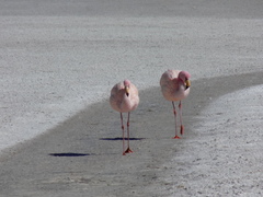 Phoenicoparrus jamesi