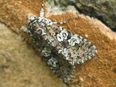 Lamprosticta culta