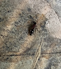 Dolichomutilla sycorax