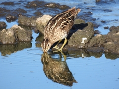 Gallinago paraguaiae