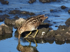 Gallinago paraguaiae