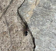 Dolichomutilla sycorax