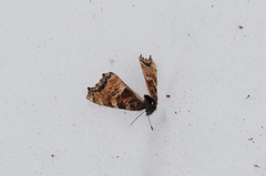 Nymphalis
