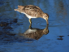 Gallinago paraguaiae