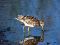 Gallinago paraguaiae