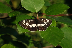 Neptis rivularis