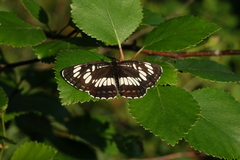 Neptis rivularis