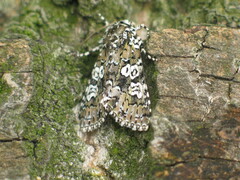 Lamprosticta culta