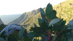 Eucalyptus pauciflora niphophila