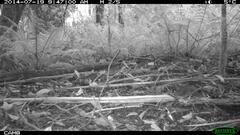 Antechinus