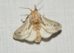 Doratifera