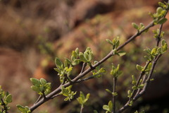 Afrocanthium