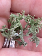Ramalina fastigiata