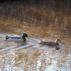 Anas platyrhynchos platyrhynchos