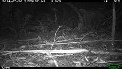 Antechinus