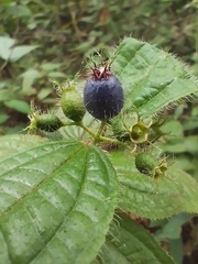 Miconia crenata