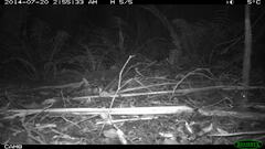 Antechinus