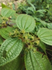 Miconia crenata