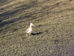 Gallinago paraguaiae