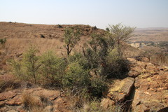 Afrocanthium
