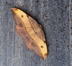 Hypochrosis hyadaria