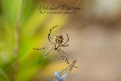 Argiope lobata