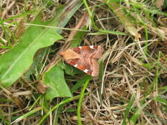 Cosmia diffinis