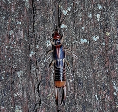 Labidura riparia