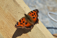 Nymphalis xanthomelas