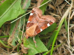Cosmia diffinis