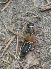 Staphylinus caesareus