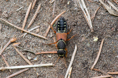 Staphylinus caesareus