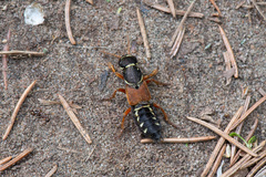 Staphylinus caesareus